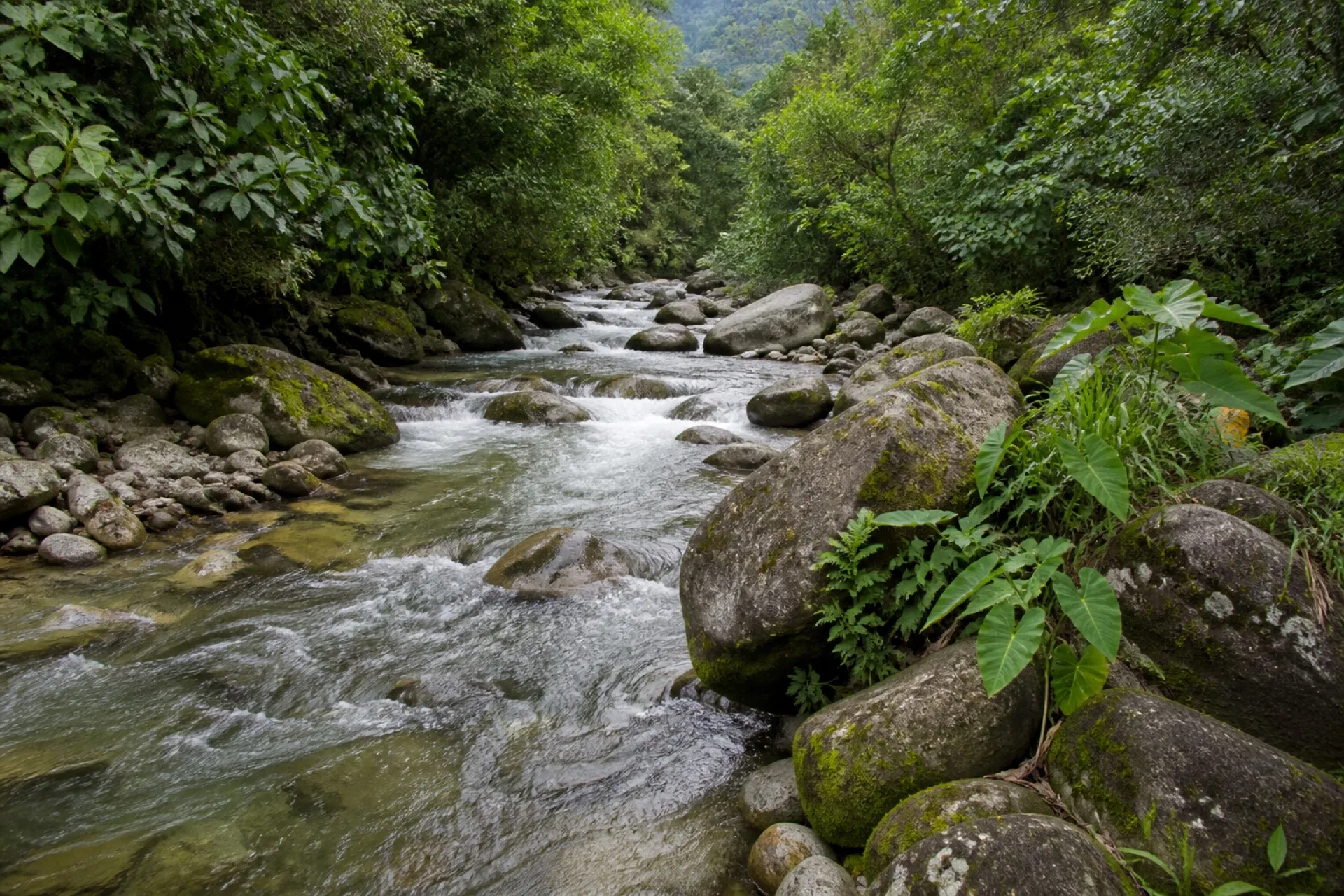 Rio de montana Manzinga entre bosque en Tequila, Veracruz.