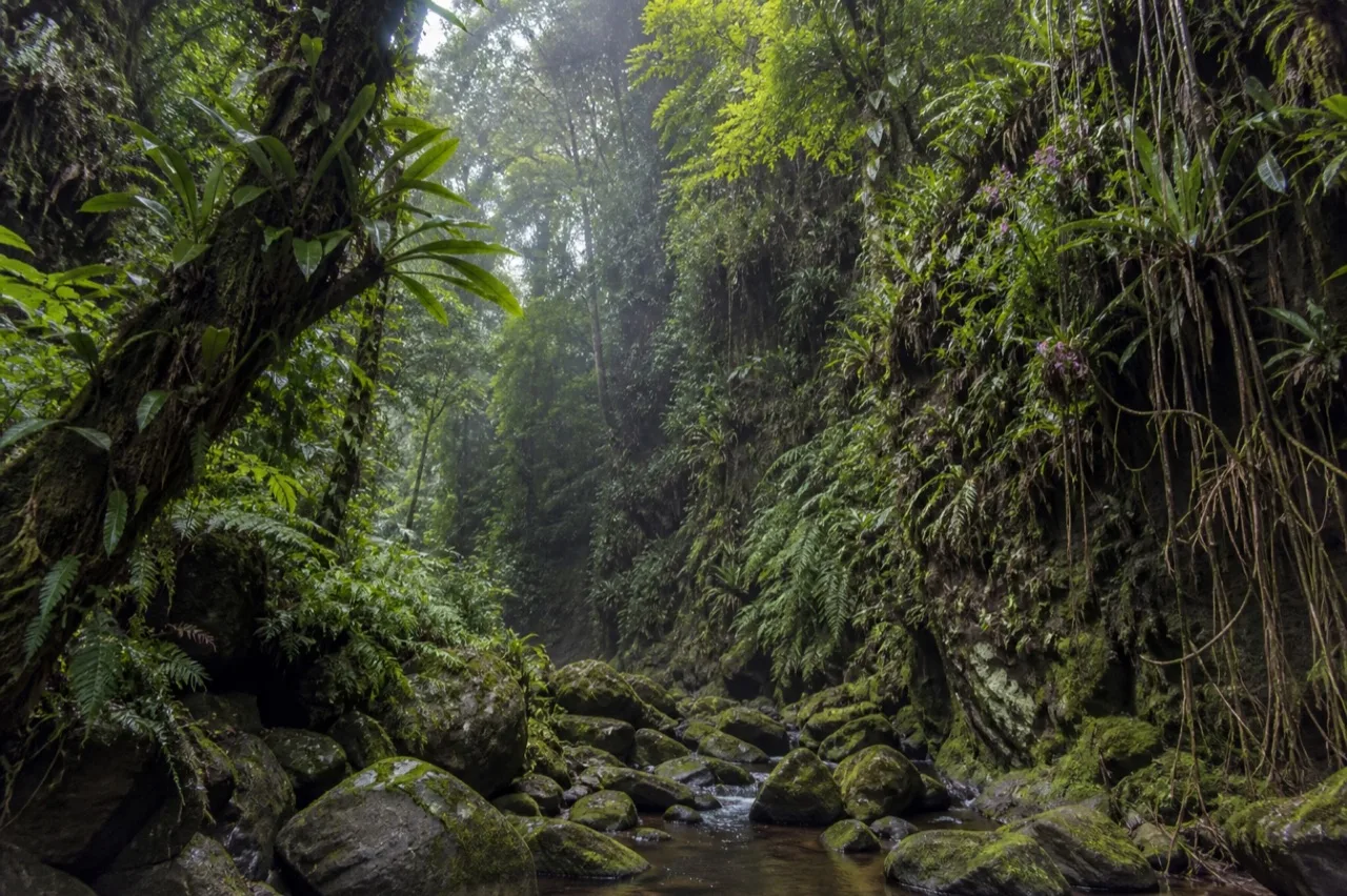 Cañón de las Orquídeas, vegetación húmeda cerca de Jalcomulco.