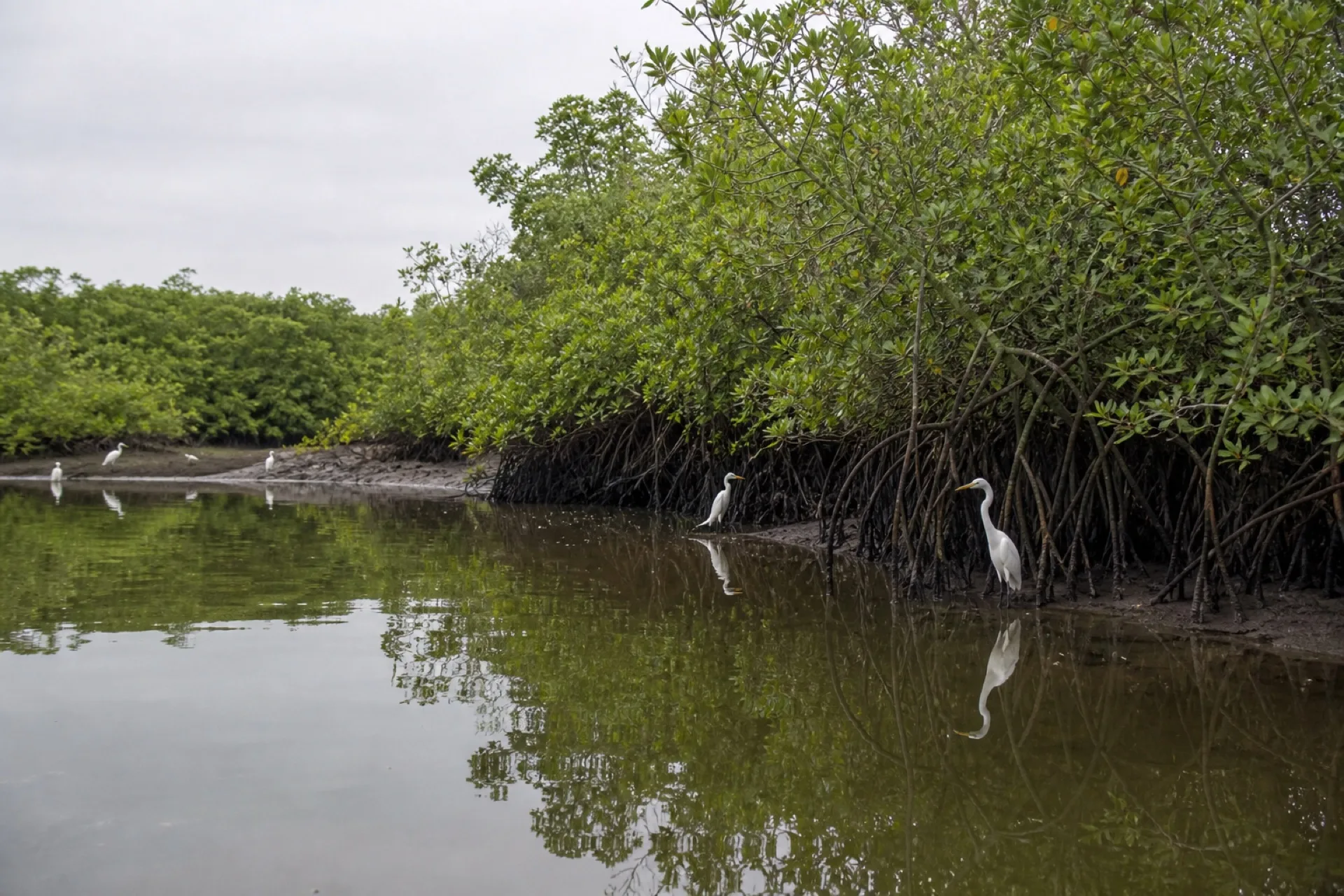 Estero de mangle con agua quieta cerca de Tumilco.