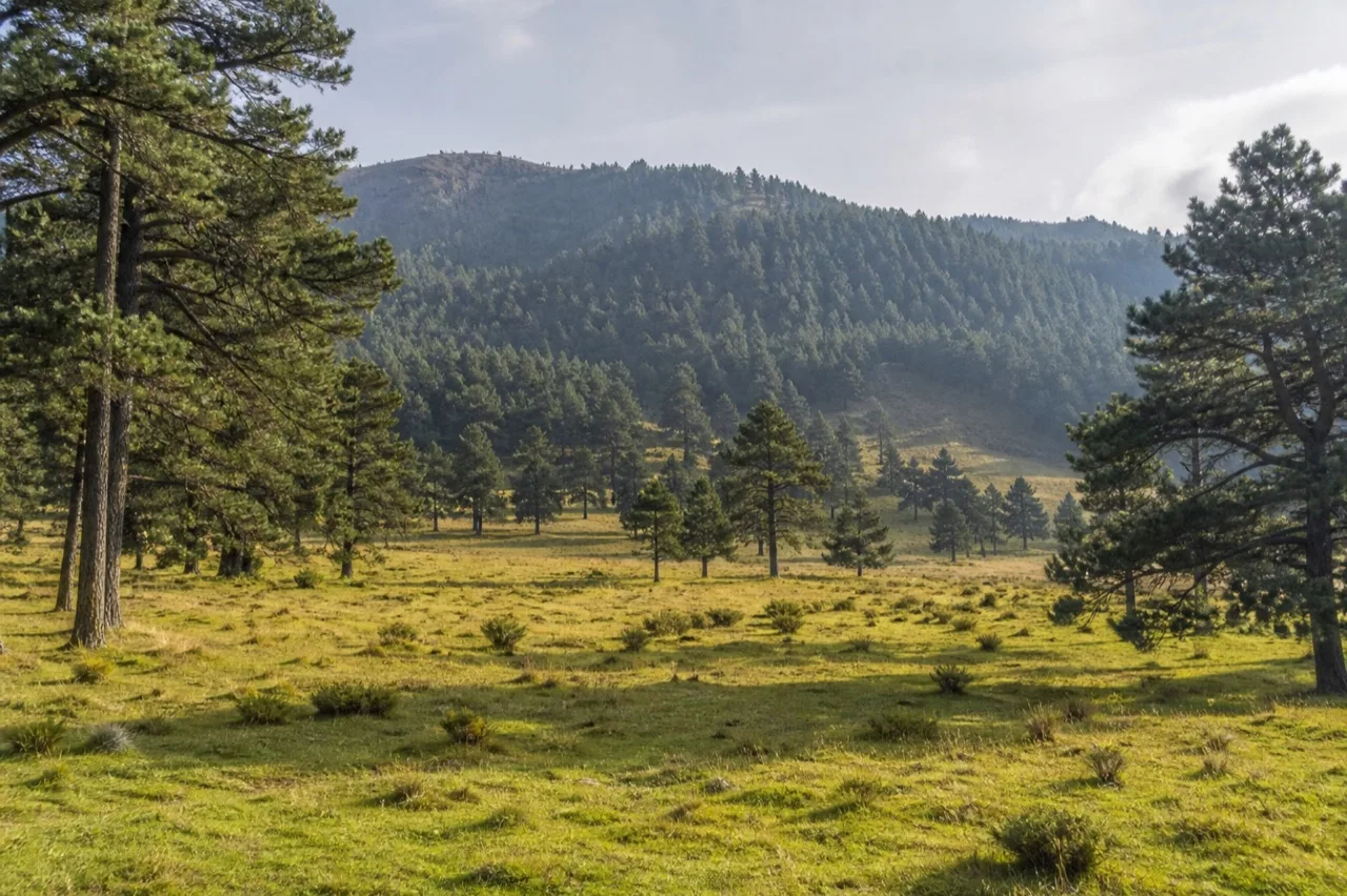 Bosque de pino de San Juan del Monte.