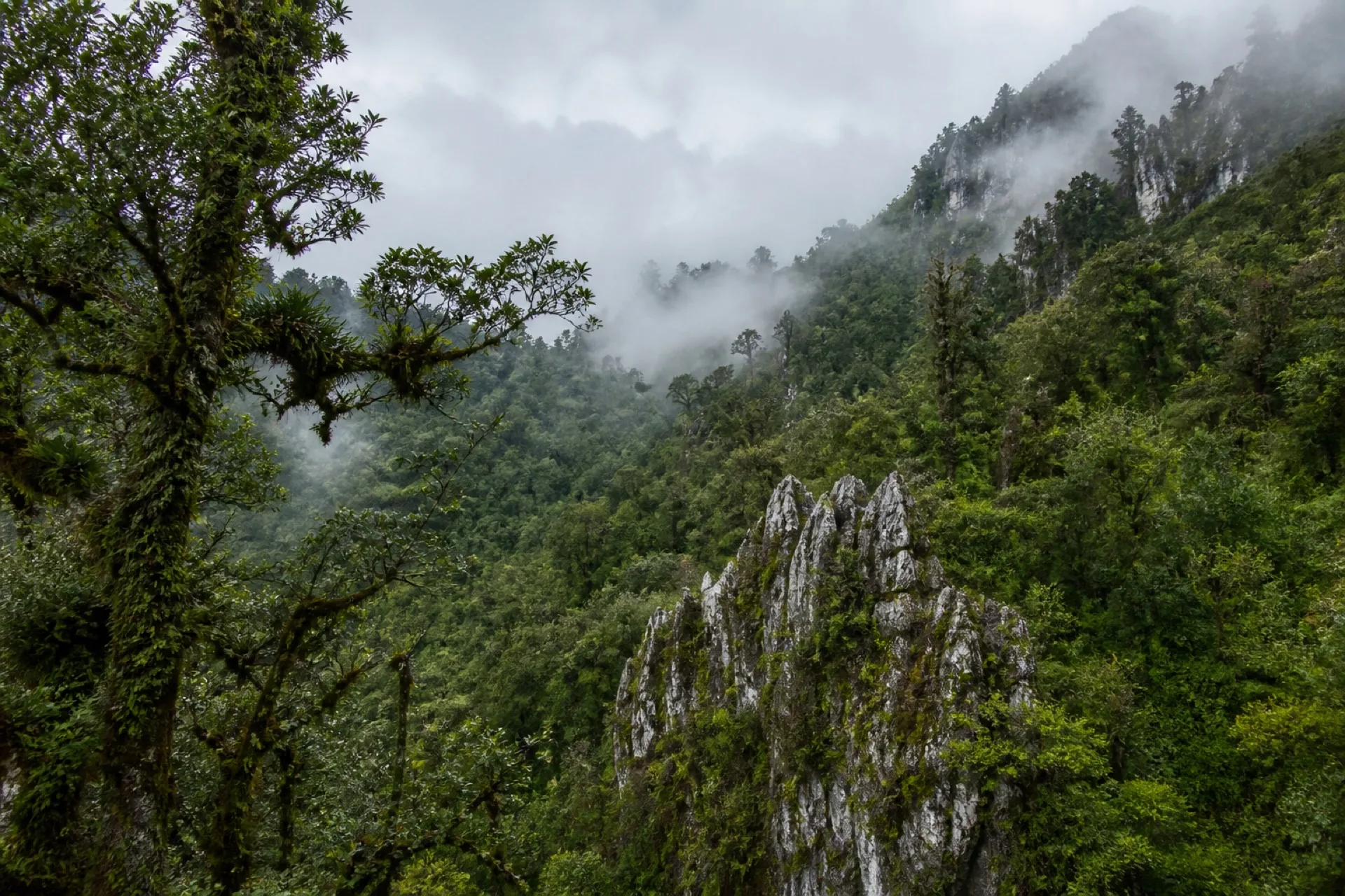 Bosque de niebla y afloramientos karsticos en la Sierra de Zongolica.