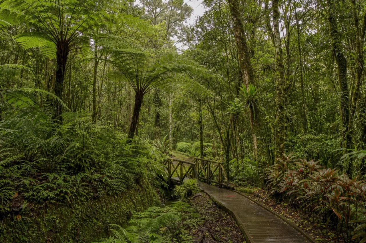 Sendero húmedo del Jardín Botánico Francisco Javier Clavijero.