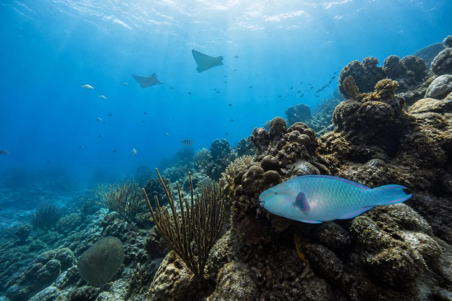 Arrecife del Parque Nacional Sistema Arrecifal Veracruzano, coral y peces en agua clara.