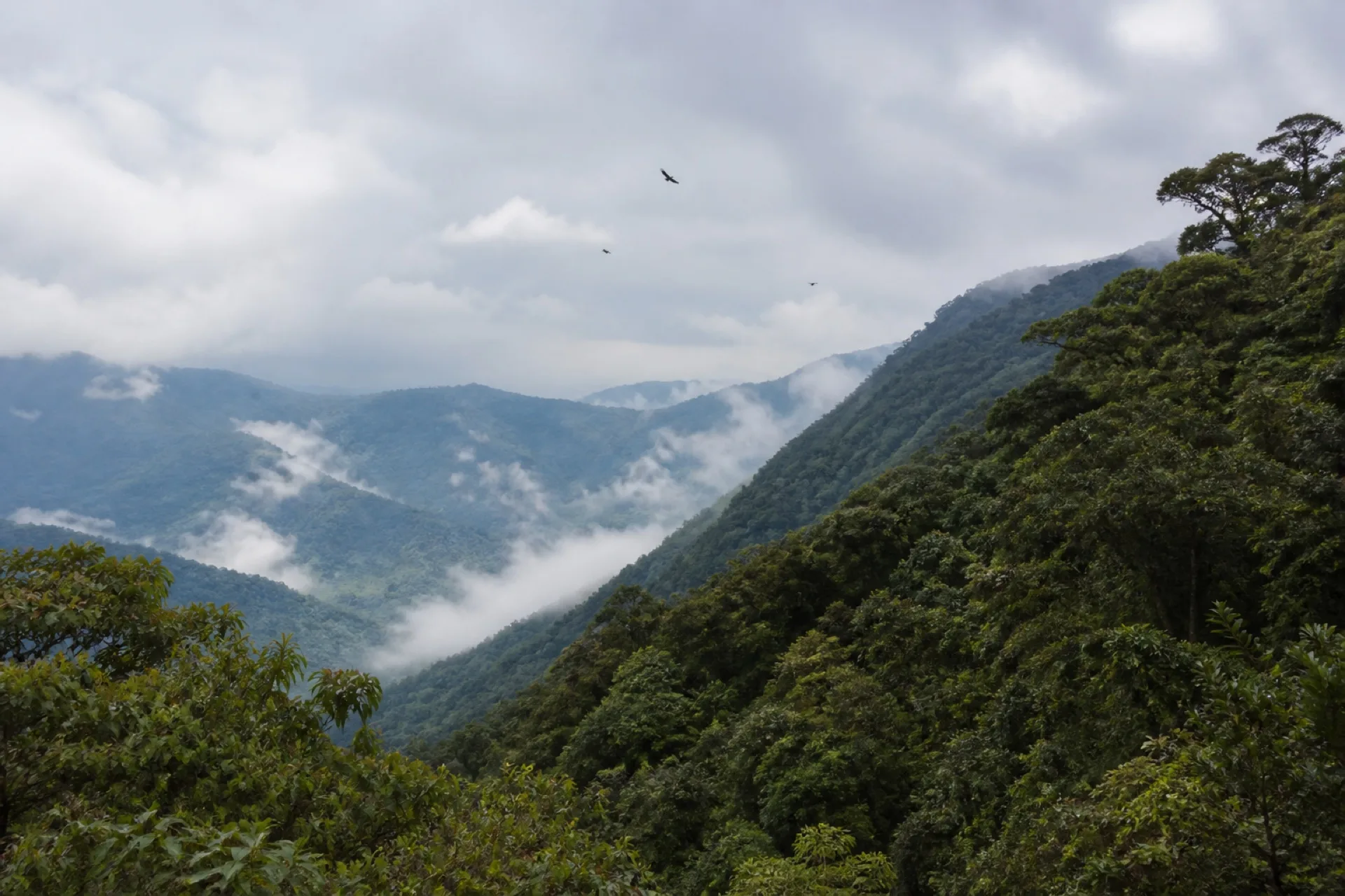 Bosque de niebla de la AICA Sierra de Zongolica.