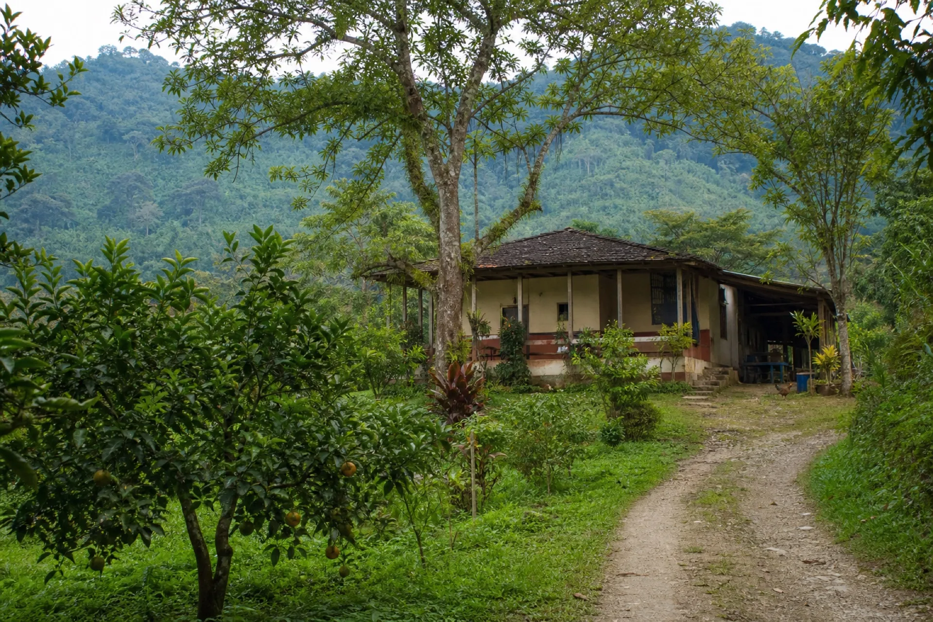 Finca rural El Jobo con casa de campo y arboleda.