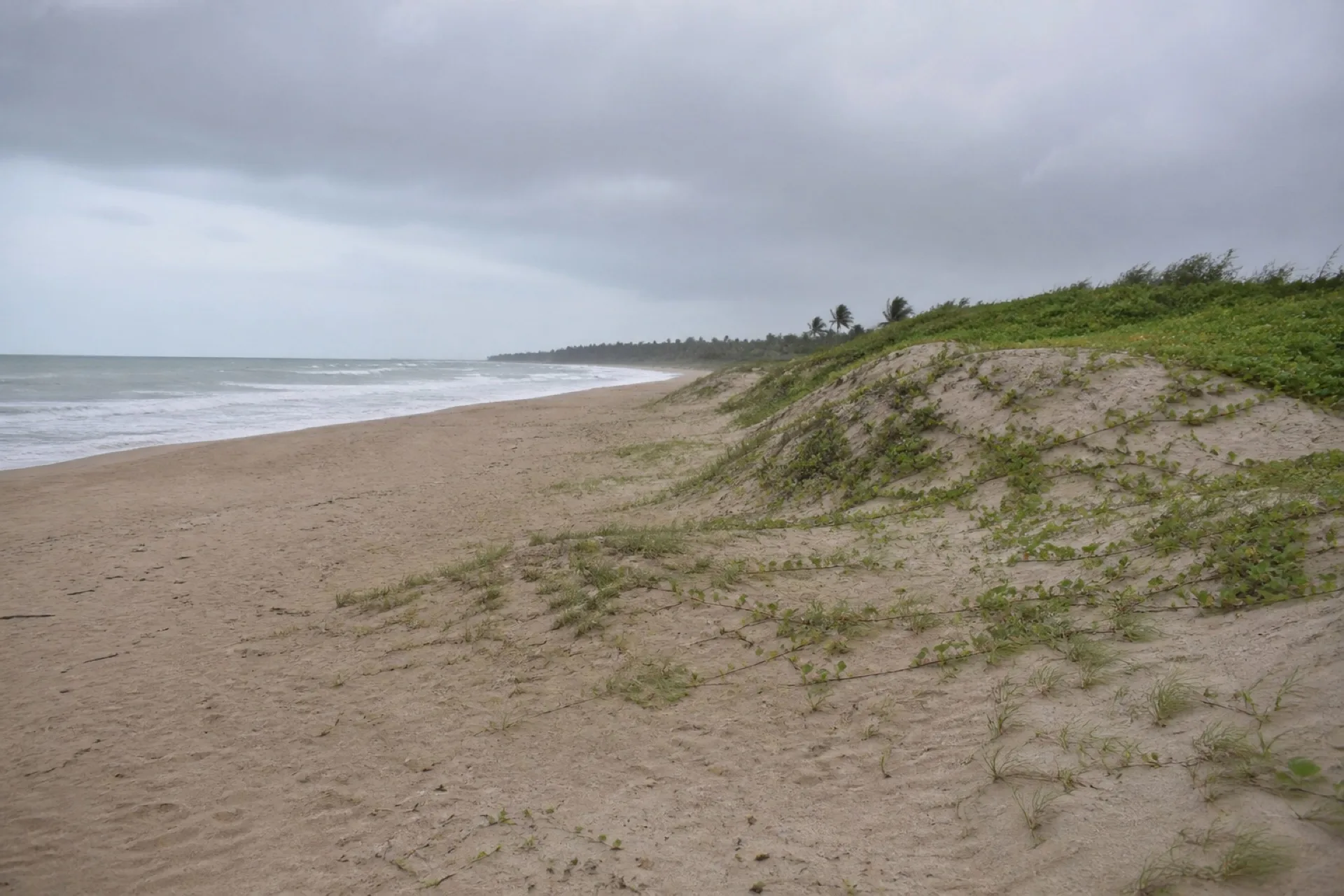 Playa El Raudal, litoral de anidación en Nautla.