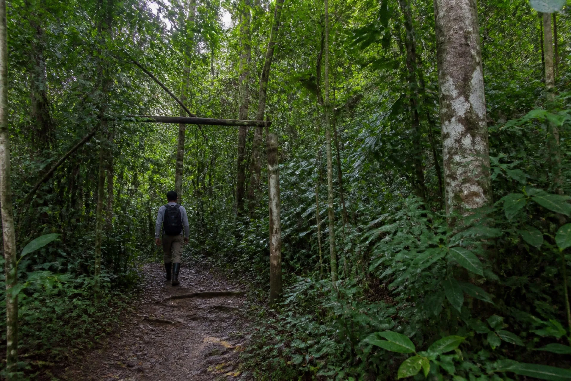 Acceso a San Felipe II: visitante en el arranque del sendero selvático.
