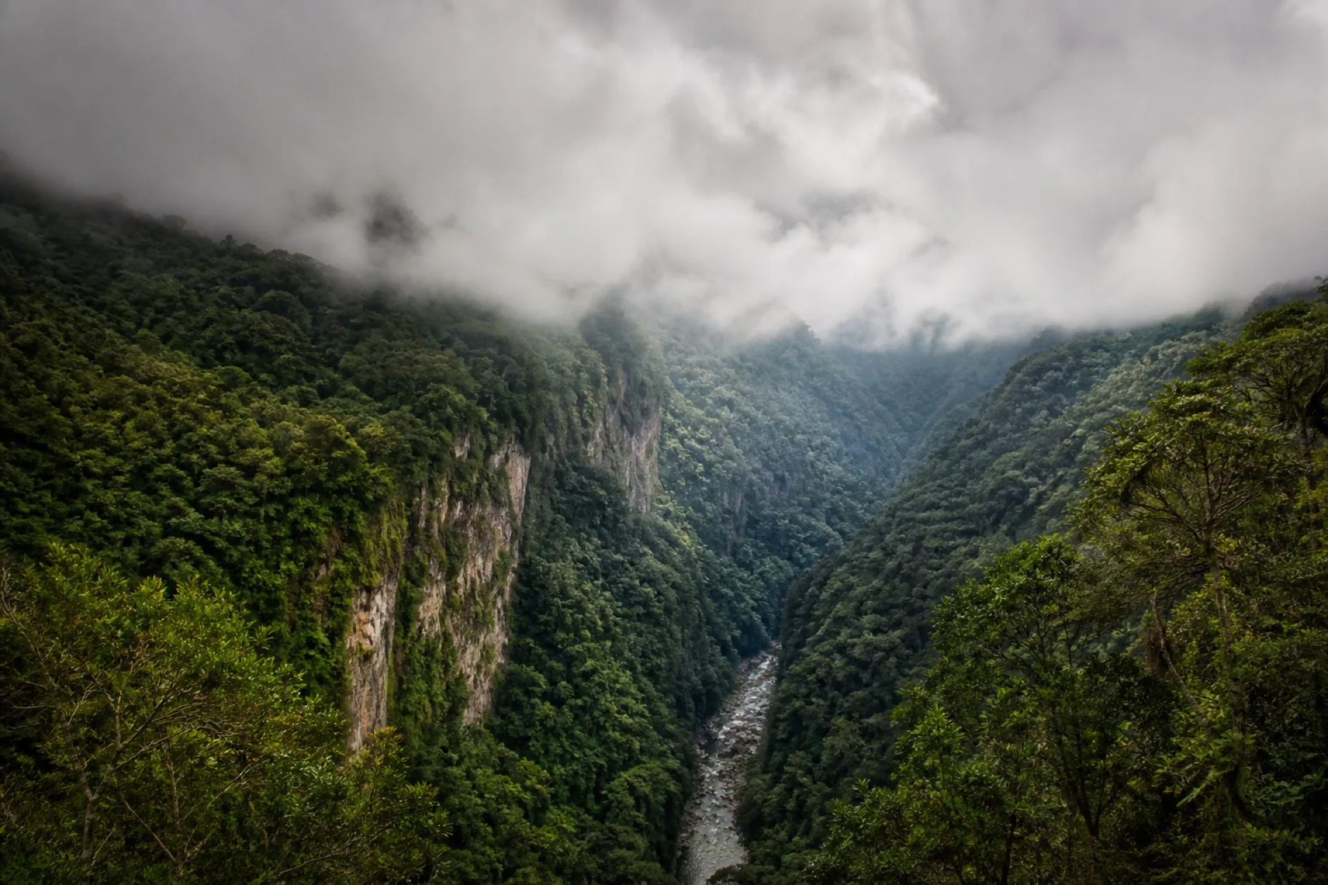 Cañón forestal del Parque Nacional Cañón del Río Blanco.