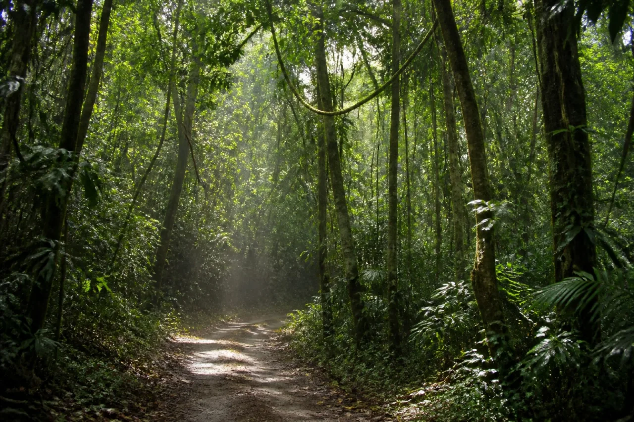 Interior de selva en la Reserva de la Biosfera Los Tuxtlas.