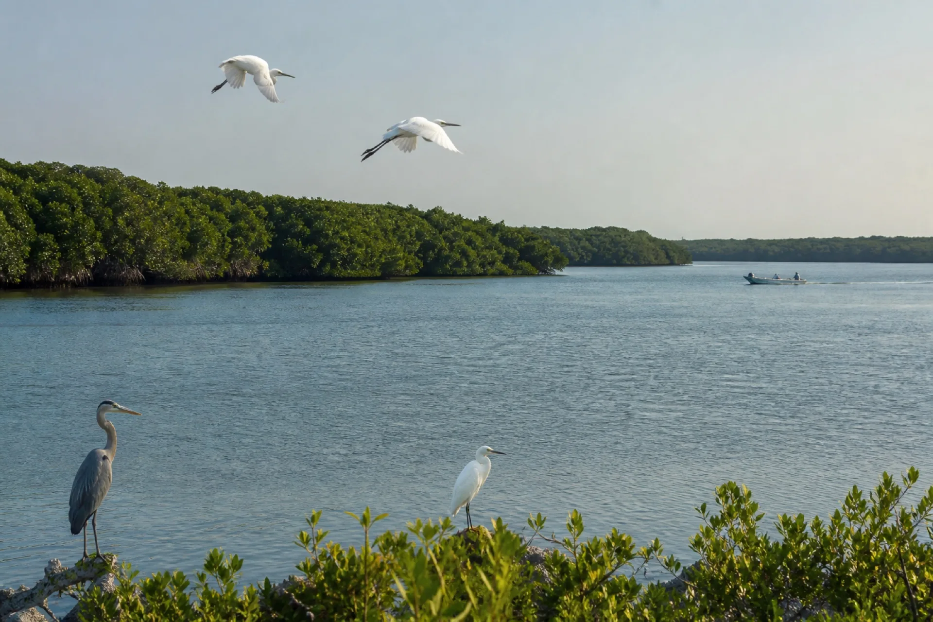 Observación de aves en el sistema lagunar de Alvarado.