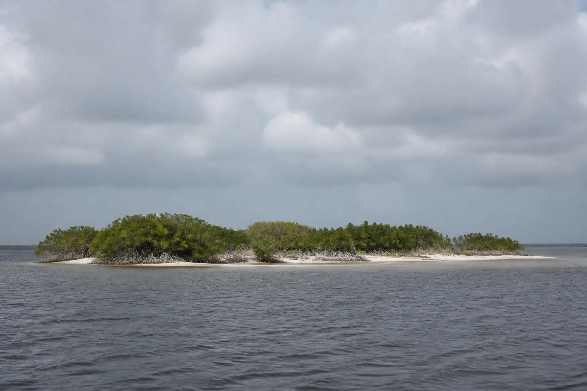 Isla baja de mangle en la laguna de Tamiahua.