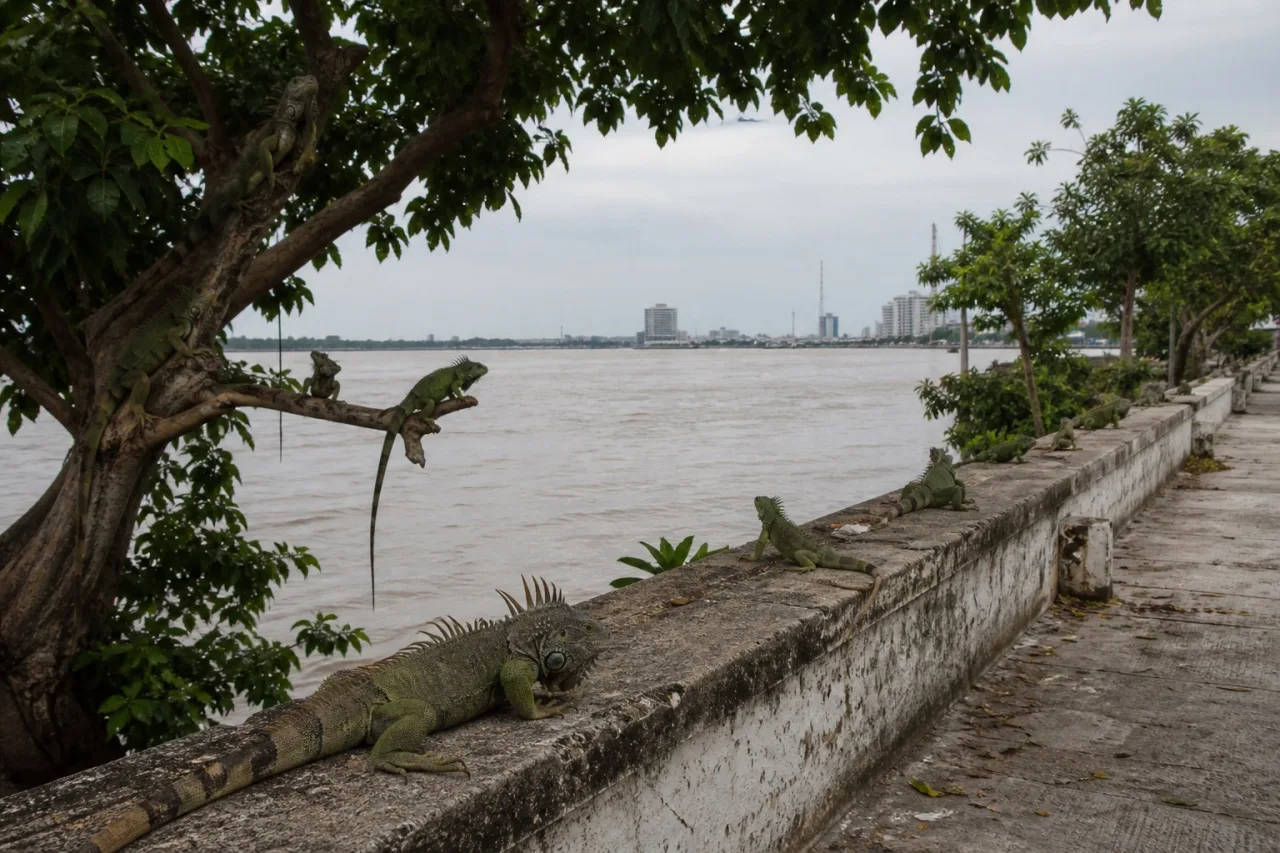 Iguanas sobre el muro de un malecón ribereño urbano junto a un río ancho.