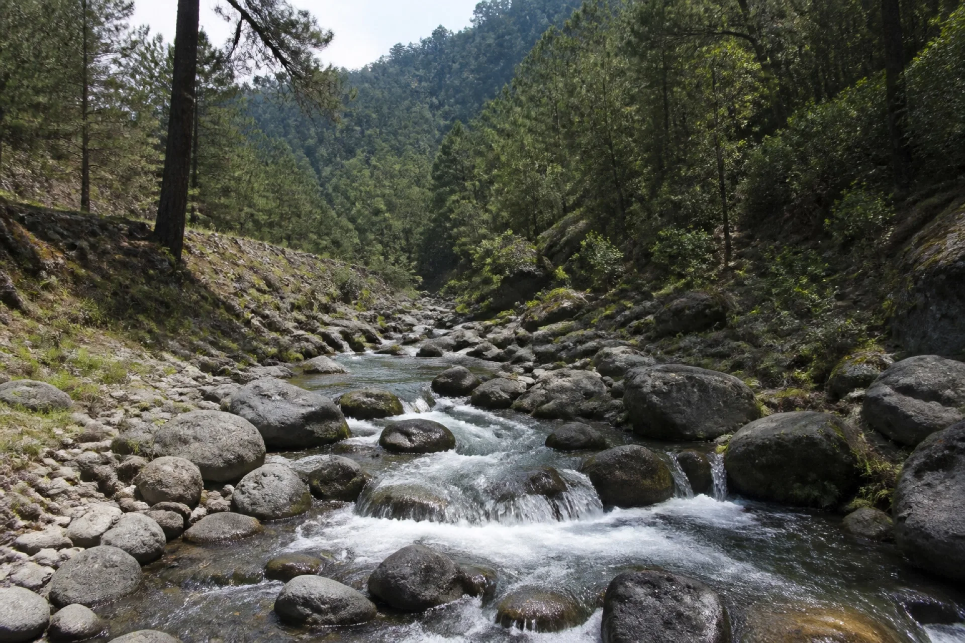 Rio Moyoteampa entre pino y roca en Tehuipango.