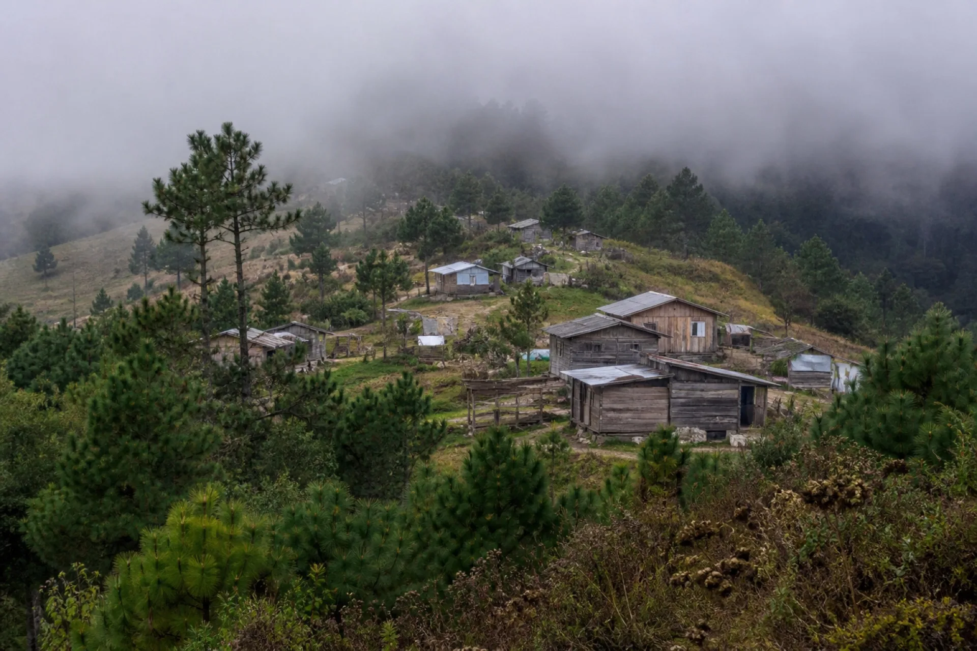 Aldea de montaña con niebla y pinos en Huayacocotla.