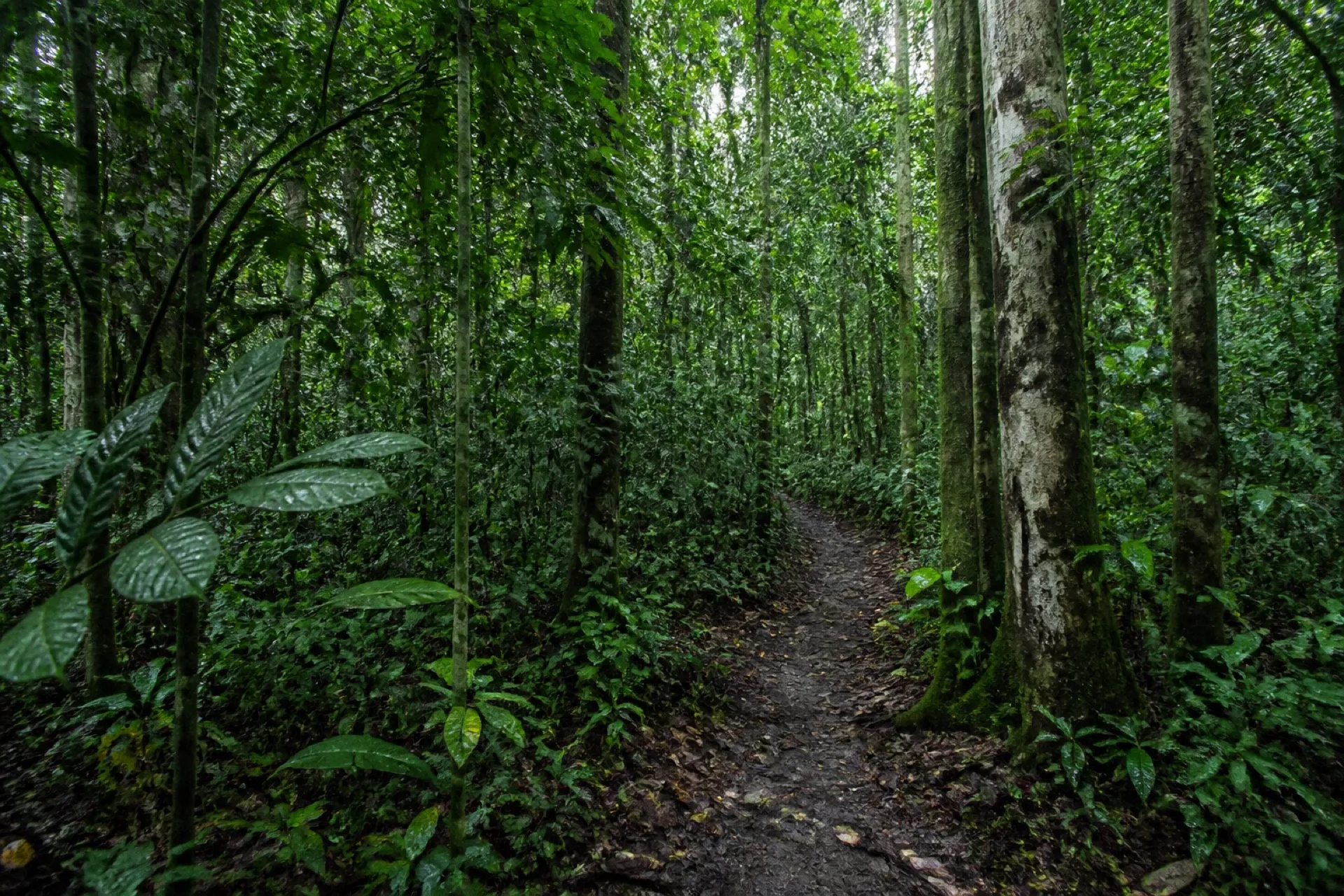 Sendero húmedo en selva de la Reserva Ecológica San Felipe II, Uxpanapa.