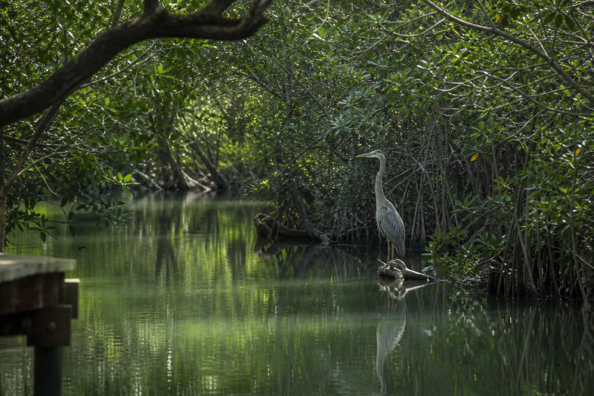 Canal de manglar de Arroyo Moreno, agua quieta y vegetación densa en Boca del Río.