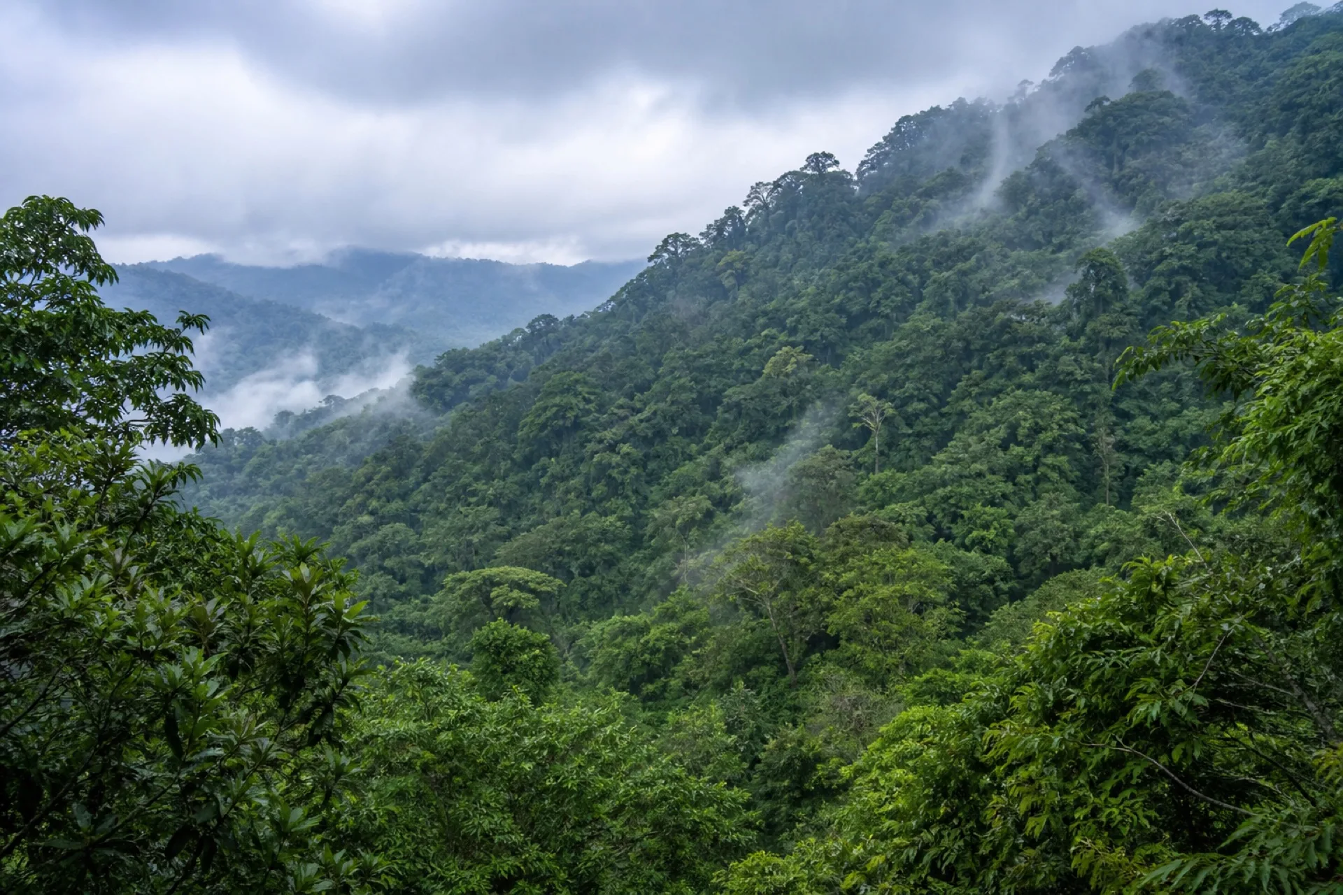 Bosque de la zona protegida El Jabalí en Zozocolco.