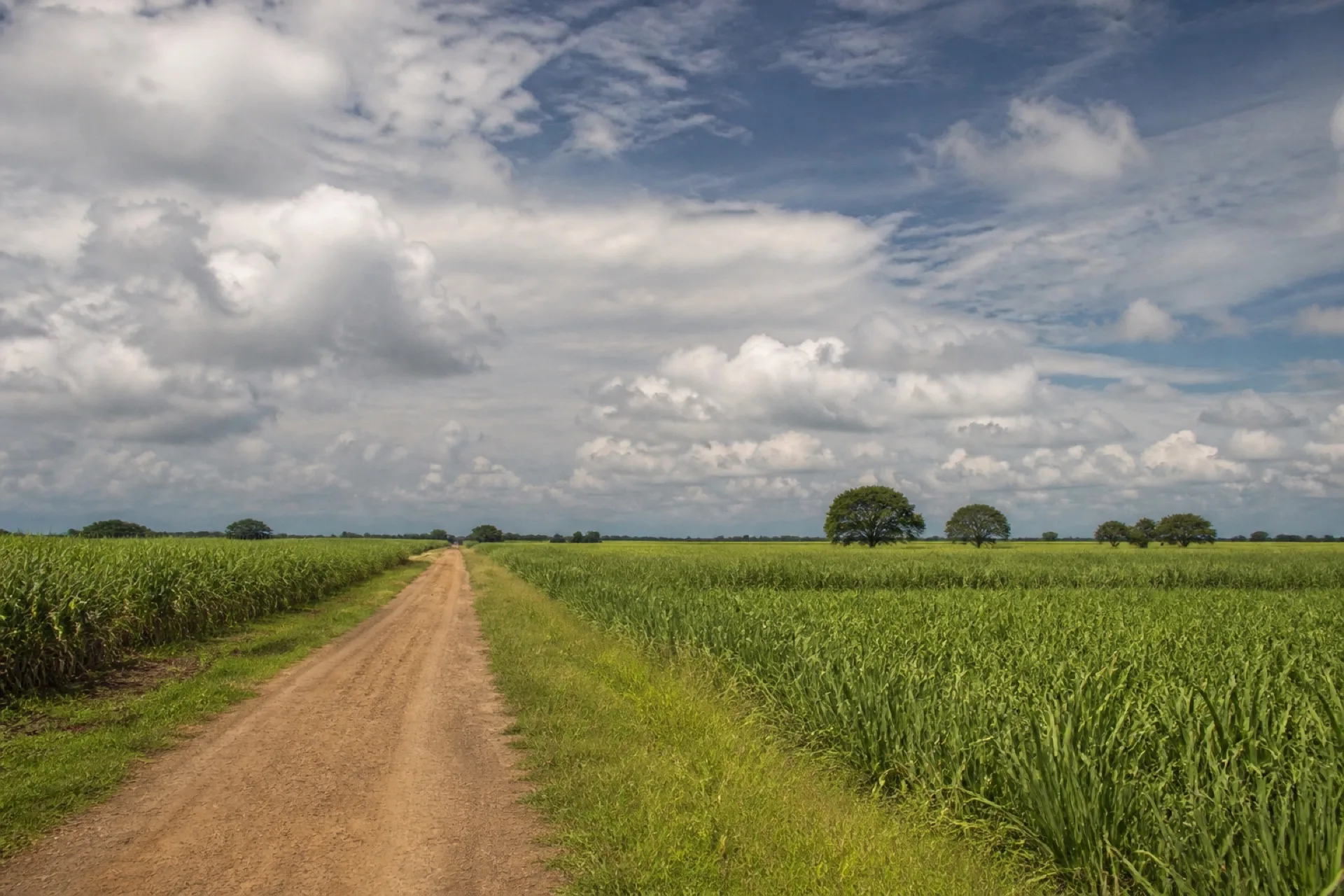 Llanuras del Papaloapan con caña.
